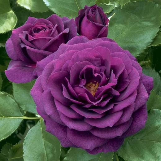 Rose 'Ebb Tide', Rosa 'Ebb Tide', Rosa 'WEKsmopur', Rosa 'Purple Eden', Floribunda Roses, Shrub Roses, Violet Roses, Purple Roses, Disease Resistant Roses